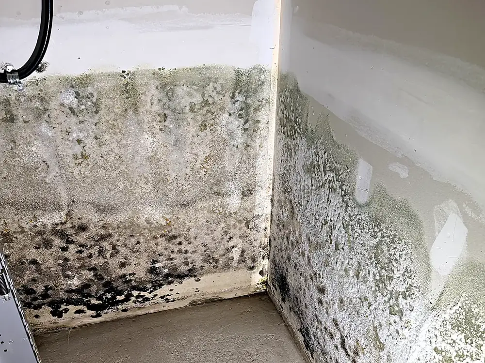 Black mold growth spreading across basement drywall in a Lehigh Valley home before remediation