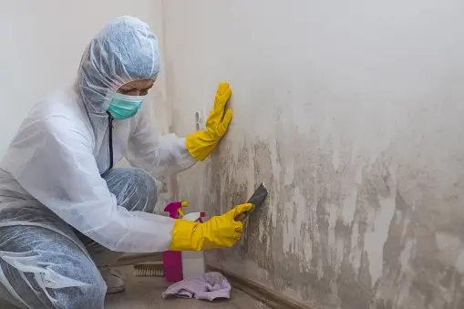 Our mold removing expert services, on site expert work