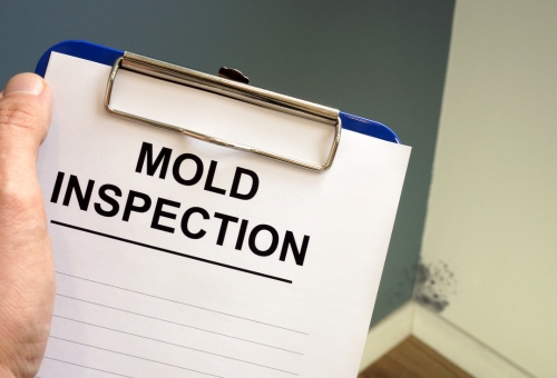 Comprehensive Mold inspection and removal services