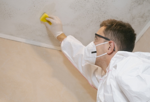 Mold Removal and Remediation​