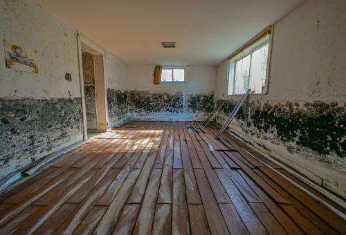 Black Mold Removal​