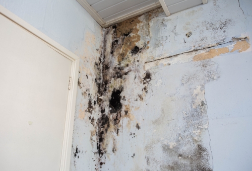 Mold Consulting and Preventative Solutions​